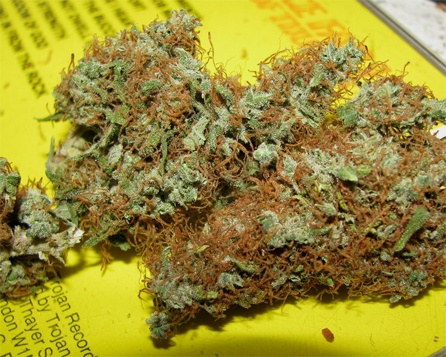 Kerala krush strain Kerala krush strain