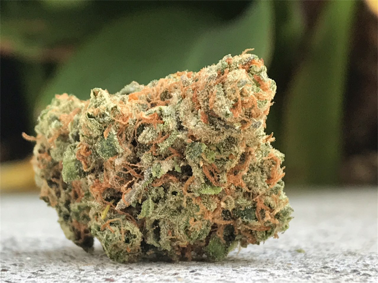 Maui Waui Marijuana Strain Maui Waui Marijuana Strain